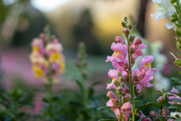 Common snapdragon flower
