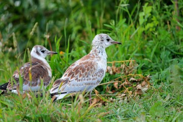Young Chicks of gulls sit on the Bank close-up. baby birds with brown plumage.