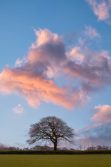 Fototapeta na wymiar single tree at sunset across a field 