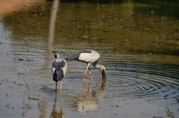 Anastomus oscitans belong to the family Heron a small family bird. But the unique feature is that...