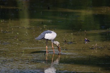 Anastomus oscitans belong to the family Heron a small family bird. But the unique feature is that the mouth of the gorge will have a hole in the middle Causing it to nautilus and cherry snail