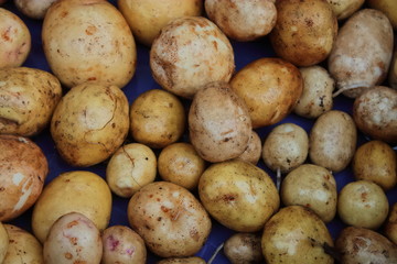 Yellow tubers of new potatoes close-up. vegetarian food. potatoes grown in natural conditions.