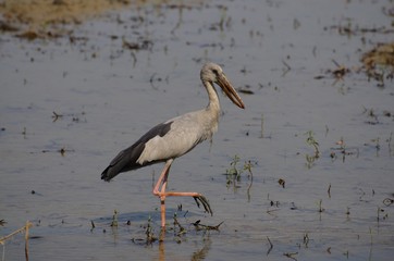 Anastomus oscitans belong to the family Heron a small family bird. But the unique feature is that...