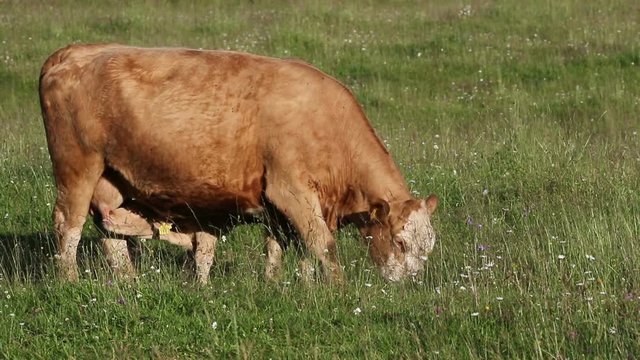 Cow and calves in pasture