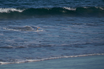 Fototapeta premium Gentoo Penguins (Pygoscelis papua) coming ashore after feeding at sea on Sea Lion Island in the Falkland Islands.
