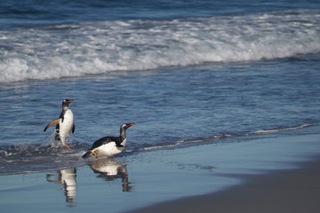 Fototapeta premium Gentoo Penguins (Pygoscelis papua) coming ashore after feeding at sea on Sea Lion Island in the Falkland Islands.