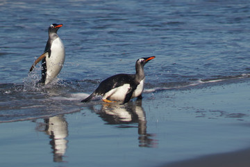 Gentoo Penguins (Pygoscelis papua) coming ashore after feeding at sea on Sea Lion Island in the Falkland Islands.