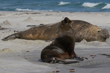 Male Southern Sea Lion (Otaria flavescens) among a breeding group of Southern Elephant Seal (Mirounga leonina) on Sea Lion Island in the Falkland Islands.