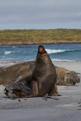 Fototapeta premium Male Southern Sea Lion (Otaria flavescens) among a breeding group of Southern Elephant Seal (Mirounga leonina) on Sea Lion Island in the Falkland Islands.