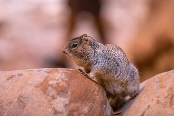 Naklejka na ściany i meble Fat squirrel at the Riverside Walk ain Zion National Park in Utah