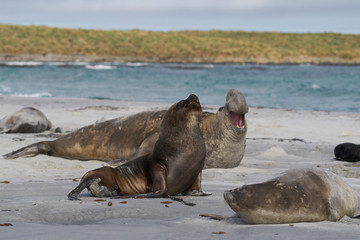 Male Southern Sea Lion (Otaria flavescens) among a breeding group of Southern Elephant Seal (Mirounga leonina) on Sea Lion Island in the Falkland Islands.