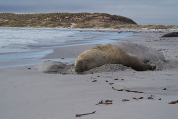 Fototapeta na wymiar Large male Southern Elephant Seal (Mirounga leonina) during the breeding season on Sea Lion Island in the Falkland Islands.