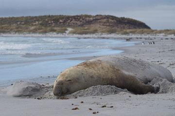 Large male Southern Elephant Seal (Mirounga leonina) during the breeding season on Sea Lion Island in the Falkland Islands.