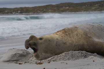 Large male Southern Elephant Seal (Mirounga leonina) during the breeding season on Sea Lion Island...