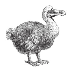 Dodo (Raphus cucullatus) / vintage illustration from Brockhaus Konversations-Lexikon 1908 © Hein Nouwens