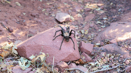 Wild Tarantula climbs on a rock in Zion National Park in Utah