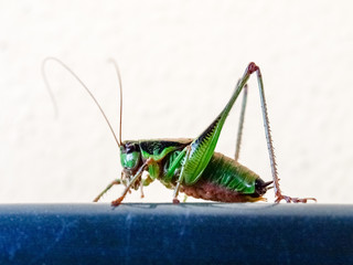 Green grasshopper resting on the edge of a chair