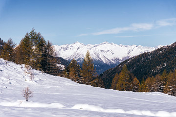 Fototapeta na wymiar The snowy mountains, the forest and nature after the first snowfall of the season in the alps, near the town of Tartano, Italy - November 2019.