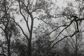 Baum in kaltem Winterlicht