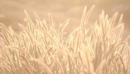 Fountain grass in a sunny day
