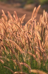 Obraz premium Fountain grass in a sunny day