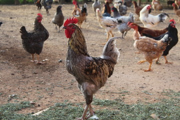 Galo imponente no galinheiro.