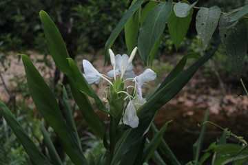 Fototapeta premium Flor branca na Serra da Graciosa no Paraná.