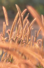 Fountain grass in a sunny day