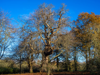 Old sweet chestnut tree, Castanea sativa, with bare winter branches against a blue sky