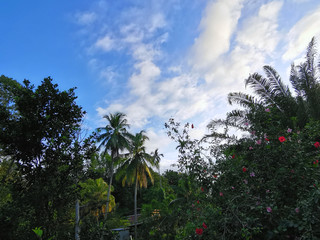 Fototapeta na wymiar Rain forest with blue skies.