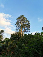 Rain forest with blue skies.