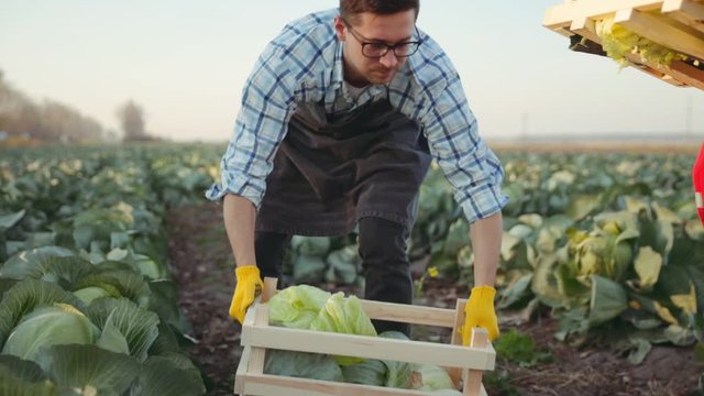 Young farmer on the planted field harvest cabagge in a wooden box and go out. Agriculture industry concept. Slow motion.