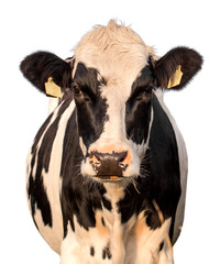 cow on a white background
