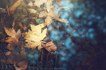 autumn leaves on water