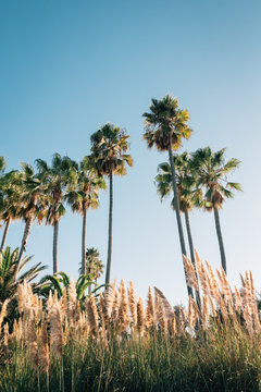 Palm trees in Rancho Palos Verdes, California