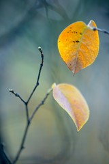 Autumn yellow tree foliage with black branches.