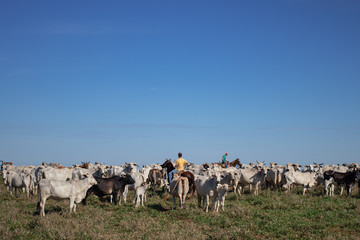 Obraz premium Animais na fazenda