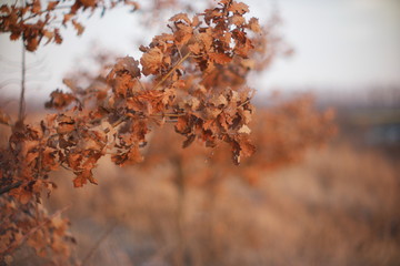  winter oak leaves on a blurry background of a winter meadow