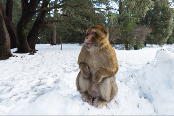 Macaque Monkeys sitting on ground in the great Atlas forests of Morocco, Africa After snow storm in mountains in Azrou forest ( cedre gouraud forest Morocco )
