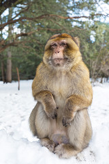 Macaque Monkeys sitting on ground in the great Atlas forests of Morocco, Africa After snow storm in mountains in Azrou forest ( cedre gouraud forest Morocco )