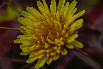 Dandelion