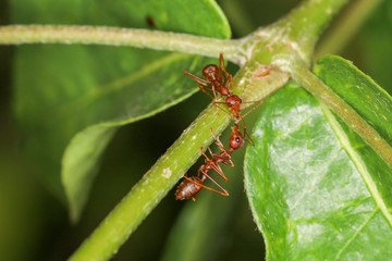 Close up two red ant on green laef in nature at thailand