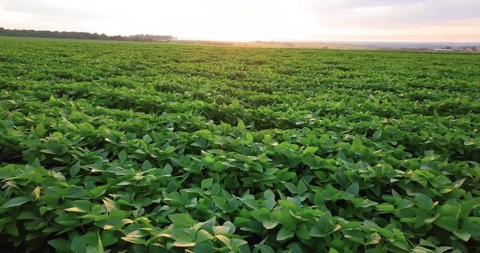 Beautiful soy plantation, with the dawn breeze and the golden hour light, fantastic, perfect nature. Aerial camera.
