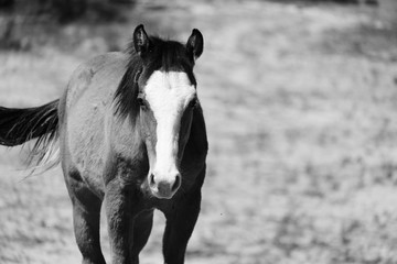 Rustic young yearling horse portrait in black and white with copy space.