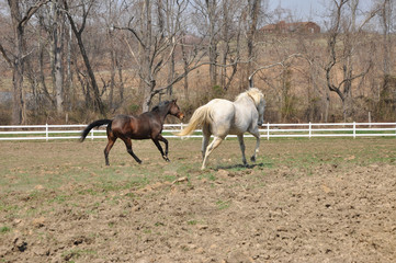 horses galloping away