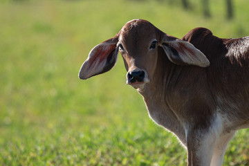 Animais na fazenda