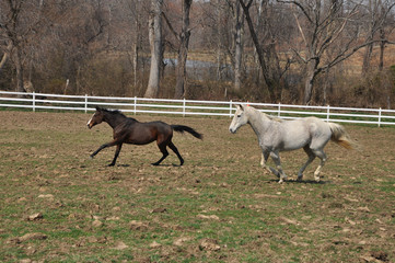 galloping horses