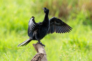 Cormorant with green background