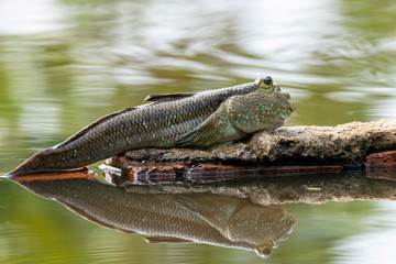 Obraz premium Amphibious fishamphibious fish in mangrove forest, Mudskipper Amphibious fish Oxudercinae in Thailand