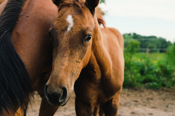 Young foal closeup with mare horse looking at camera from farm field.